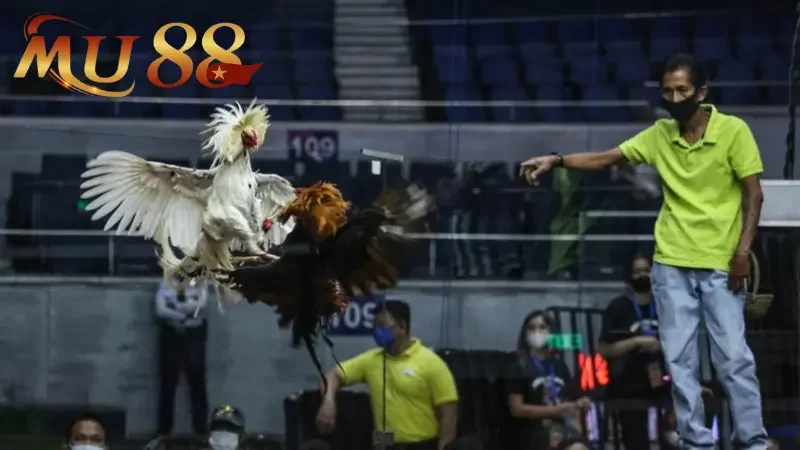 Cập nhật xu hướng mới nhất về đá gà MU88