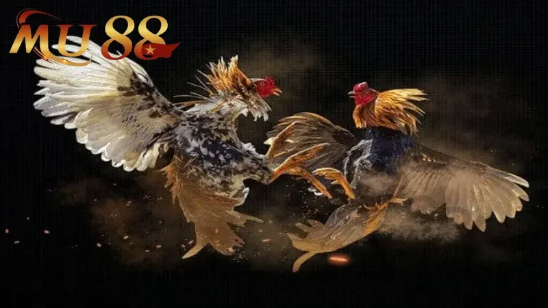 Sự phong phú trong các loại hình đá gà MU88